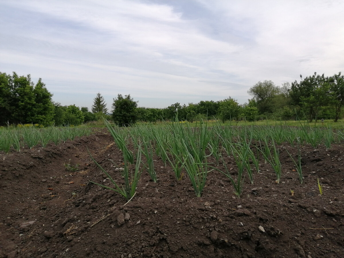 Лук посадила в мае и никуда не опоздала. Фото автора
