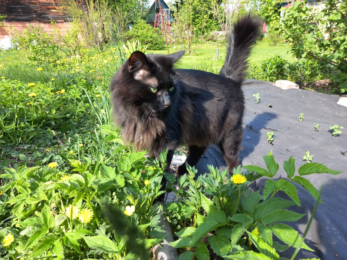 Вот этот разбойник