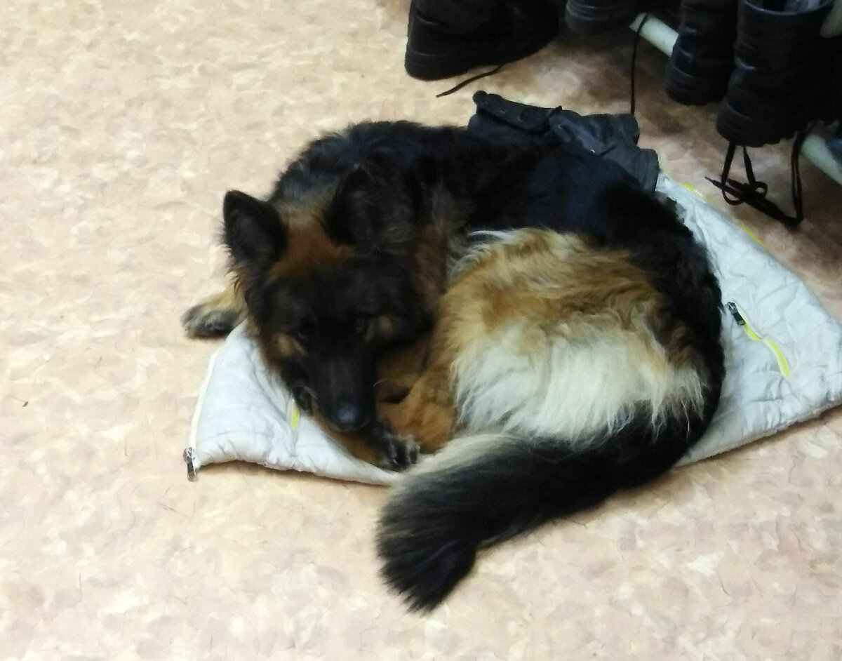 Крошка Эльза в холодные зимние вечера грелась на питомнике у батарей