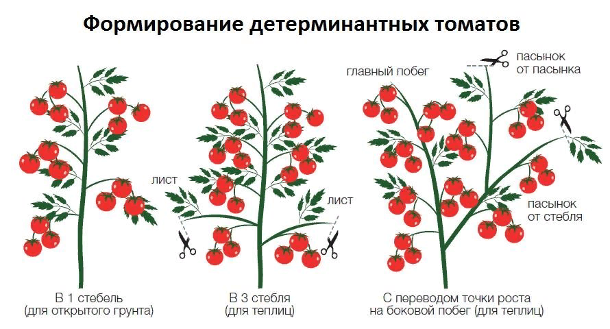 Как формировать томаты в 3 стебля схема