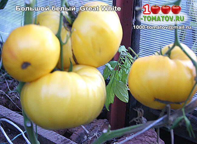 Томат Большой белый Great White фото 2