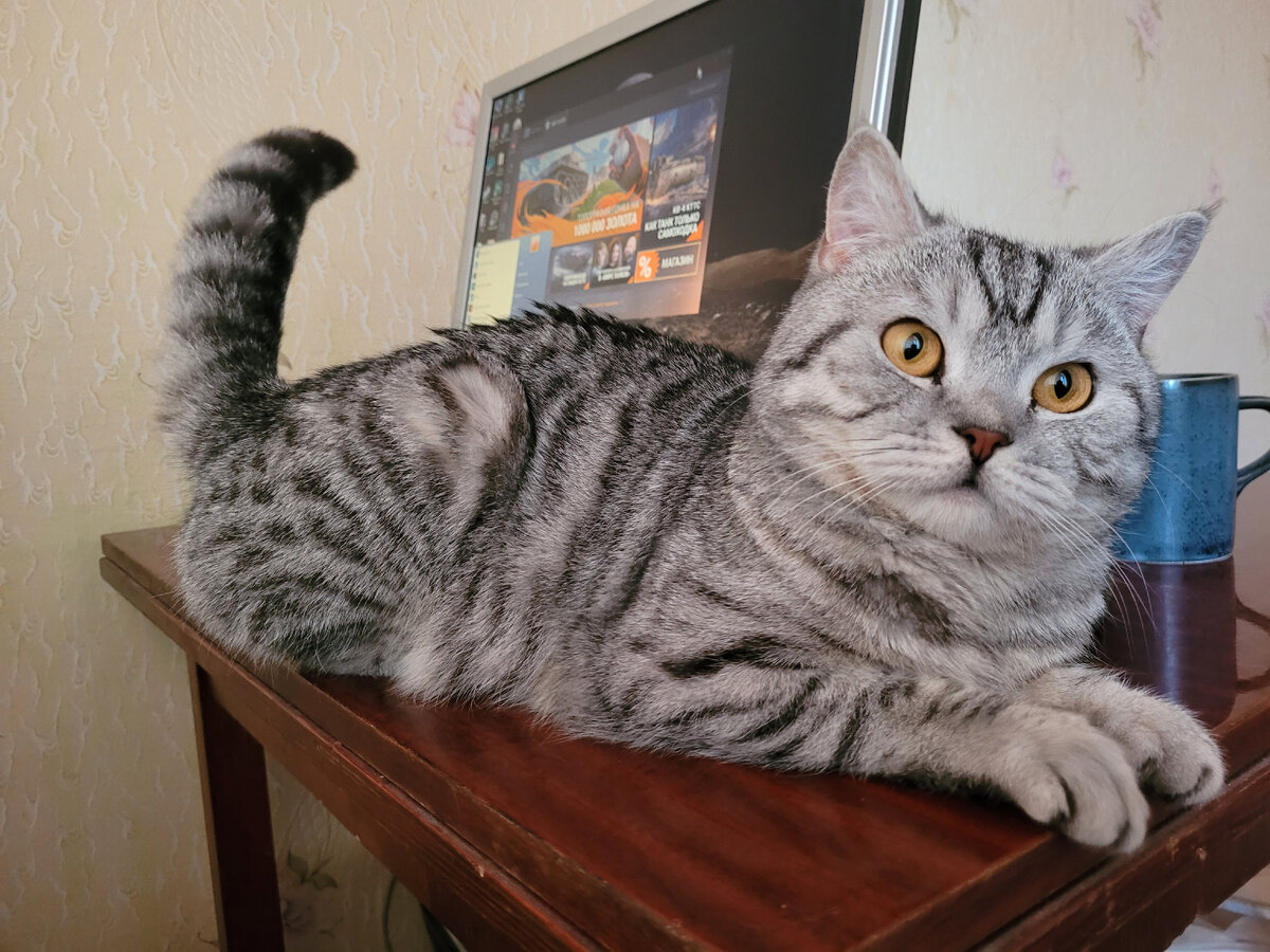 Котик Стёпа