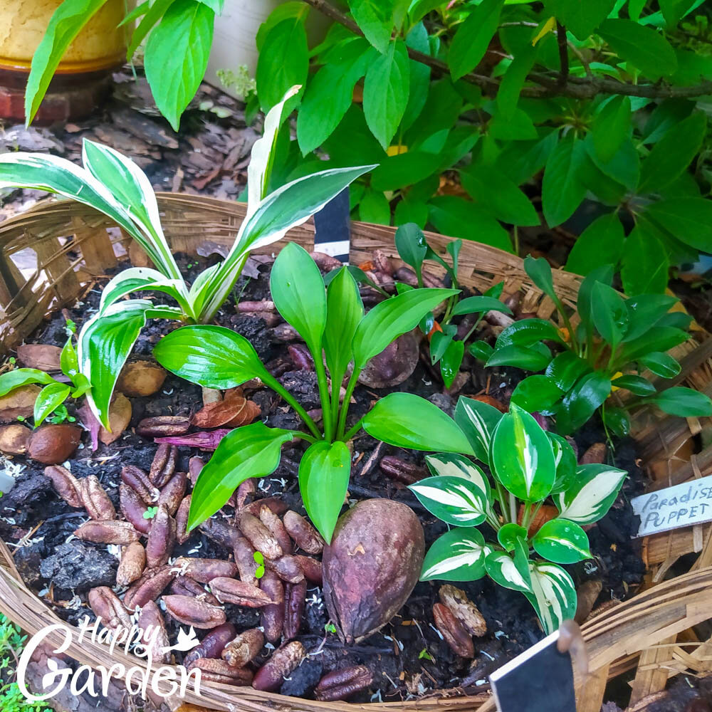 Hi Ho Silver, Pandoras Box, Chabo Unazuki, Twist of Lime, Paradase Puppet