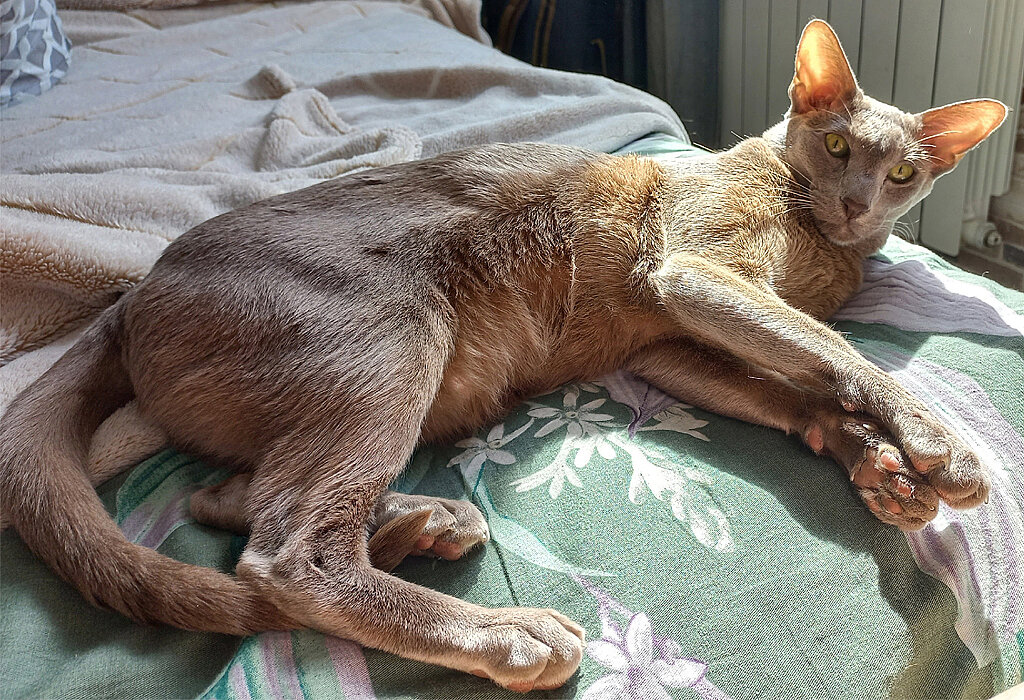 Тюленим с Фьямсиком в кровати