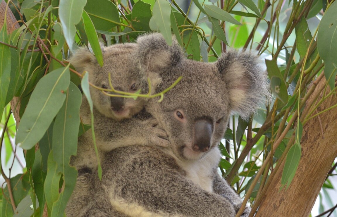 Милашки-коалы, живущие в зоопарке Lone Pine Koala Sanctuary 