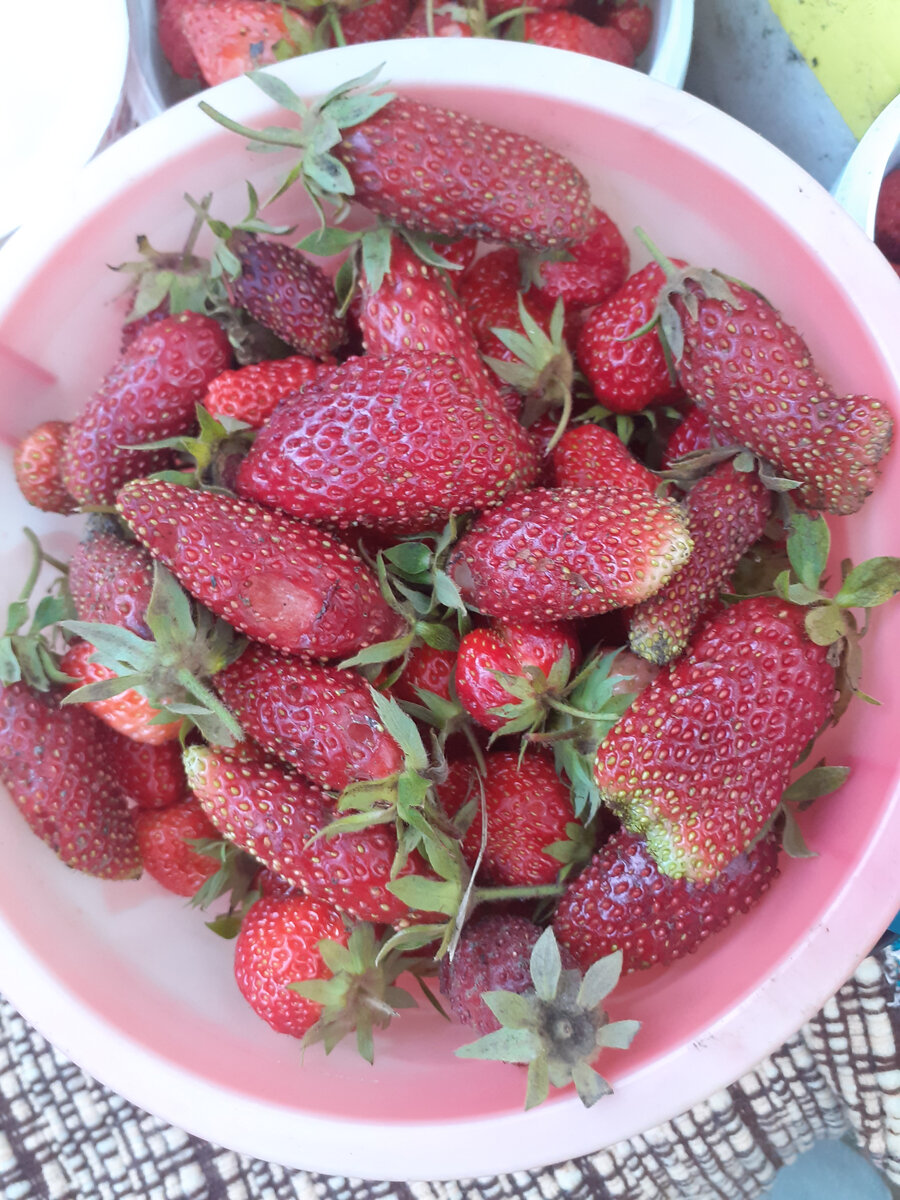 Дырки в ягодах - работа слизней