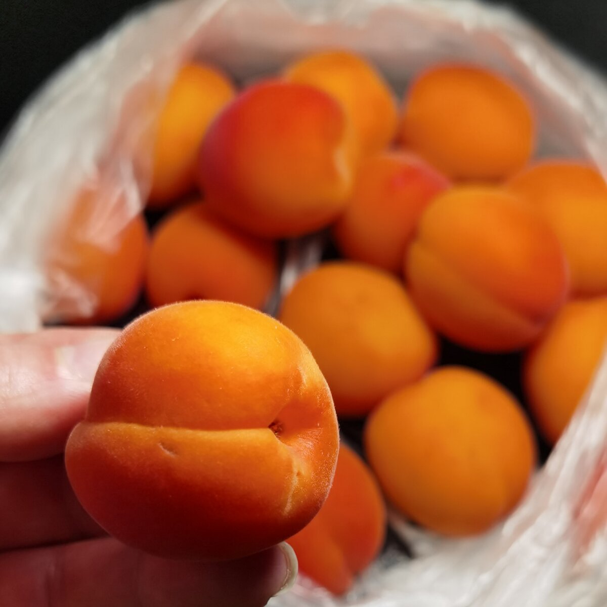 Так и просятся надкусить.  Фото автора