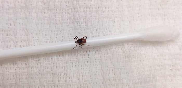 С изменением климата в сторону повышения температуры, активизируются разнообразные насекомые, среди которых есть и очень опасные. Это клещи. Иксоидный клещ просыпается с наступлением тепла.-7