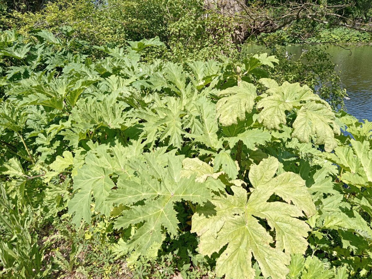 Прямо возле озера все в борщевике.