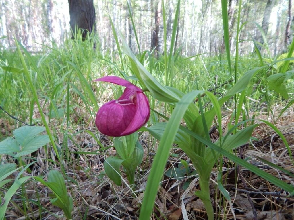 Венерин башмачок Сибирский