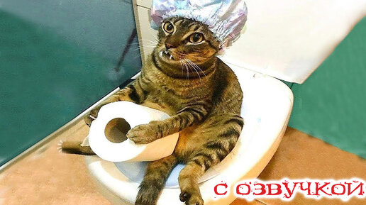 Самые смешные коты - 77 фото