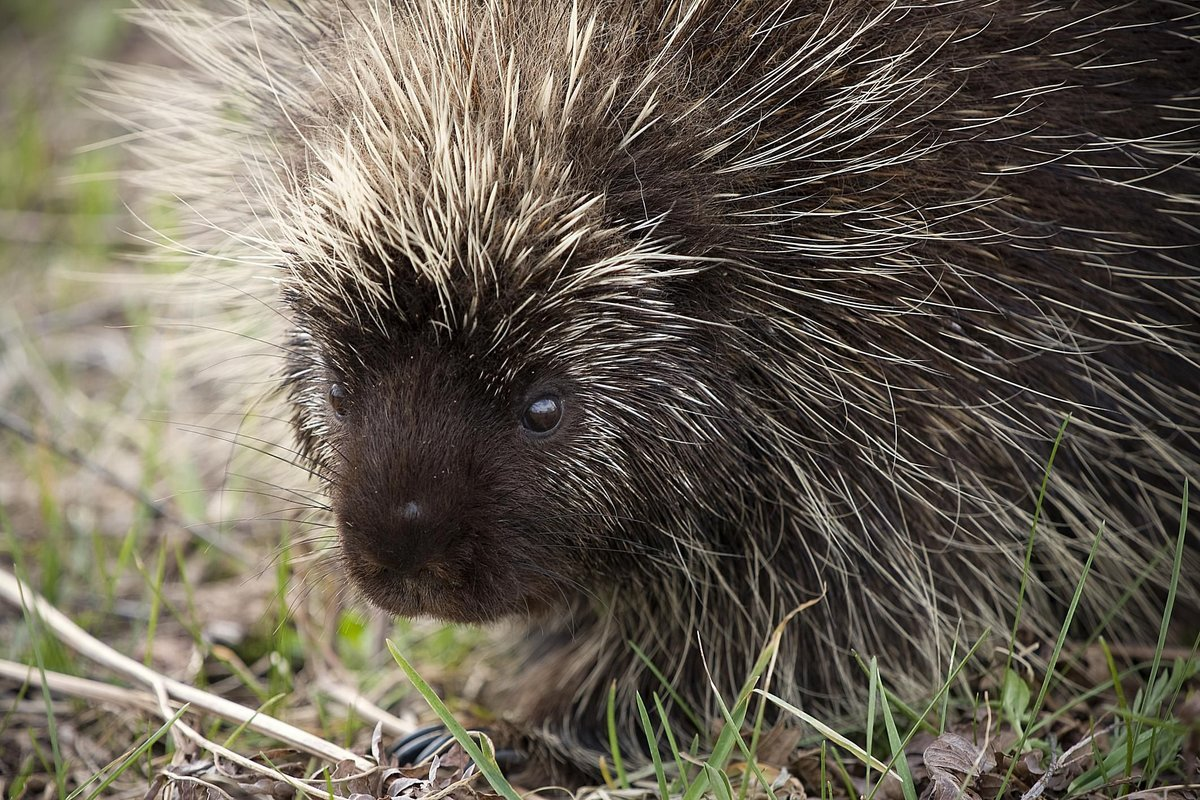 Фото взято из общего доступа в сети интернет
