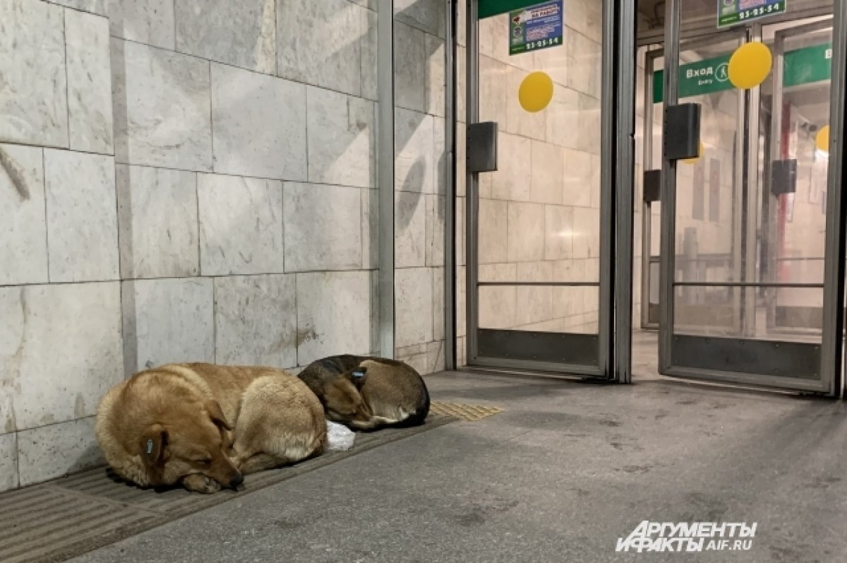    С администрации Курска просят взыскать деньги за покусанных собаками детей