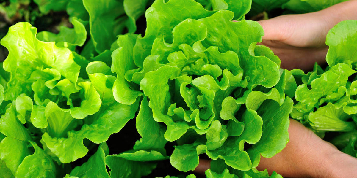 Как выглядят всходы салата листового. Петрушка кучерявец. Салат листовой в горшочке. Салат кочанный айсберг. Латук кочанный.