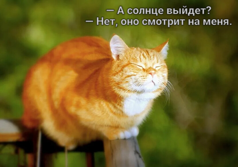 Дети солнца. Очаровательная фотоподборка котиков на солнышке | Жизнь ...