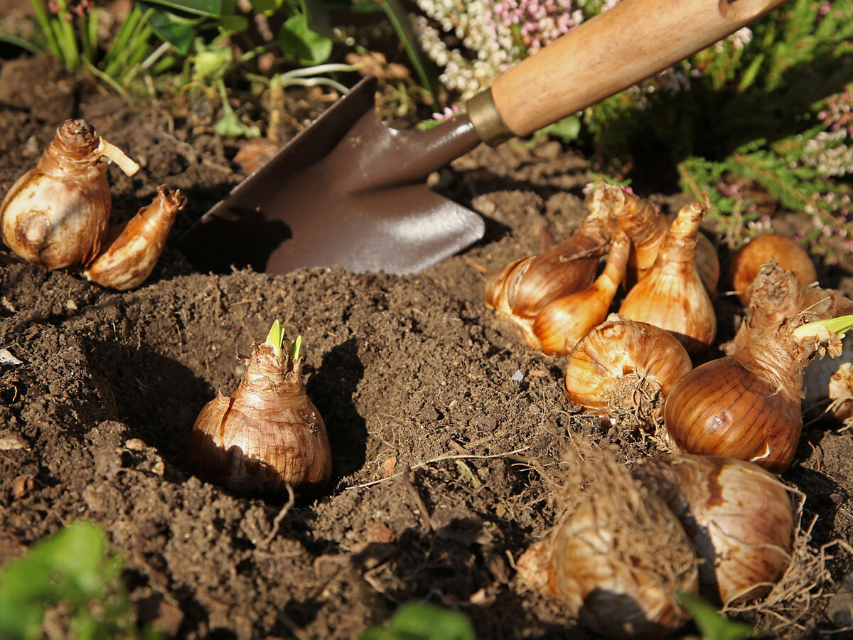 Луковичные отцвели что делать 