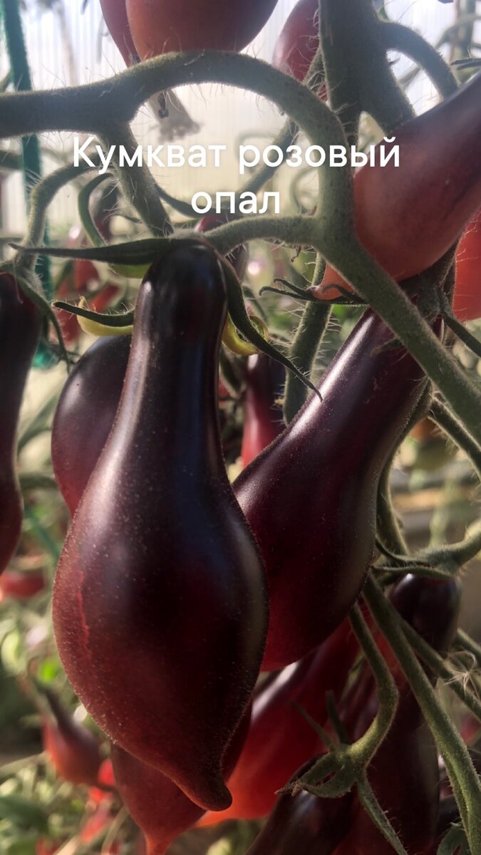 Кумкват розовый опал , фото прошлого года.
Добрый день, дорогие друзья! Вижу ваш интерес к этому сорту. Сорт селекционера Миры Аликмановой из Украины. Спасибо ей огромное за этот прекрасный сорт.
      Почти все, кто заказывал у меня семена, заказал этот сорт, теперь с нетерпением ждет, когда он проявит себя в полной красоте. Всех предупреждала, что сорт очень молодой, ему только третий год, поэтому возможно расщепление. 
   В первый год семян почти не было, поэтому получила всего 3 семечки, все три повторили сортность , семян было больше. В этом году посадила тоже 3 куста: 1 в теплицу, вырос уже на 60 см, пушистый, кисти сложные, первая кисть завязывается без пропусков, плоды соответствуют сорту, 2 куст растет под укрытием, пасынков намного меньше, но тоже повторяет сортность, а вот 3 кустик, самый хилый был с самого начала высажен на улицу, без всякого укрытия. Вот этот сорт дал расщепление, он пушистый, но кисти идут простые, плоды овальные, с антоцианом, без носика. Высота пока 40 см, но он пережил в июне заморозки, хотя подмерзли кабачки, тыква, даже картошка. Спасло то, высажены несколько кустов томатов и перца между парниками и кустами смородины.Очень интересно, что вырастет, буду делится по мере его роста. Если будет вкусный и красивый, обязательно оставлю.
Очень интересно, как ведет себя этот сорт у вас. Напишите , а еще лучше с фото. Всем отличных урожаев. 
 