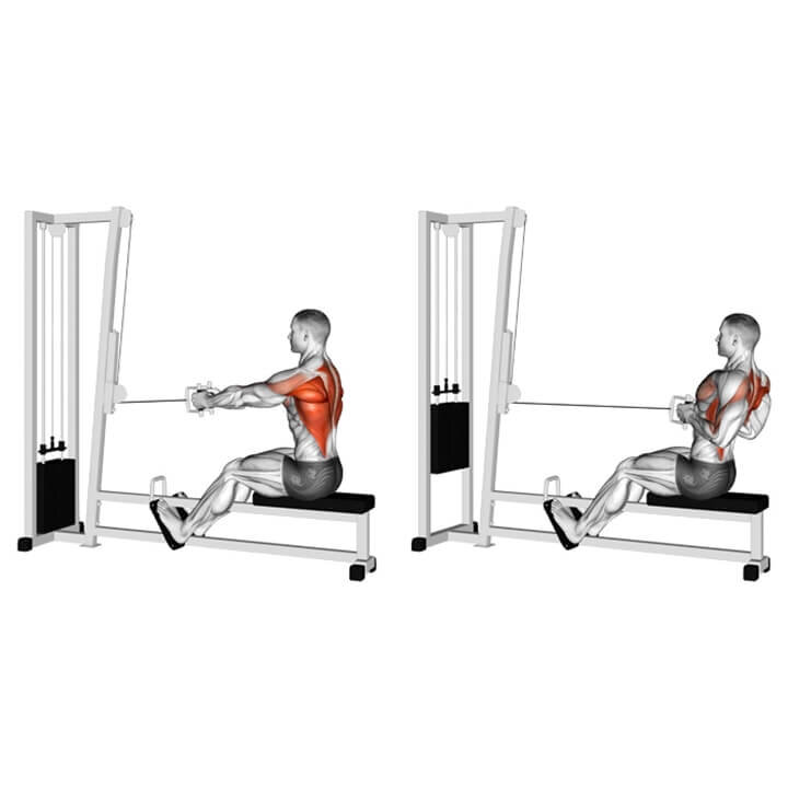 Горизонтальная тяга. Наглядно можно увидеть обилие работающих мышц при выполнении. По остальным движениям я думаю все понятно, так что не стану забрасывать статью картинками.  