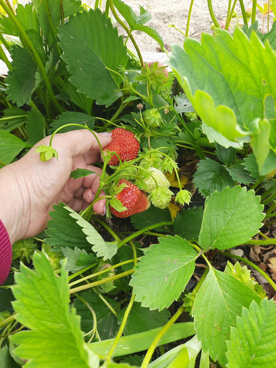 Ягода - это главное