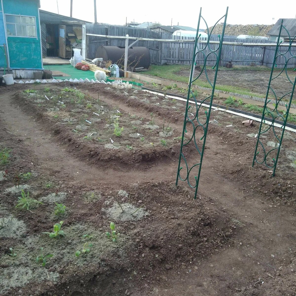 Так  было  28 мая. Тогда я только начала высаживать розы и другие многолетники. Все кажется пустым и голым. 