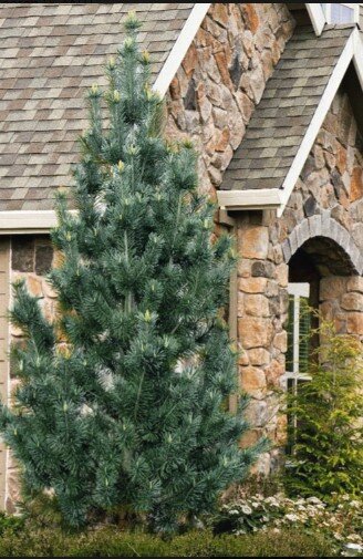 ФОТО НЕ МОЕ: https://www.wilsonbrosgardens.com/pinus-flexilis-vanderwolfs-pyramid-limber-pine-2g.html