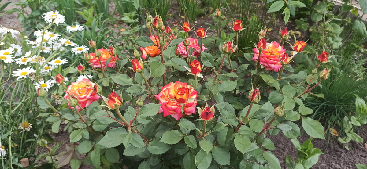 Это розы у моей тёти цветут. Очень красивые. 