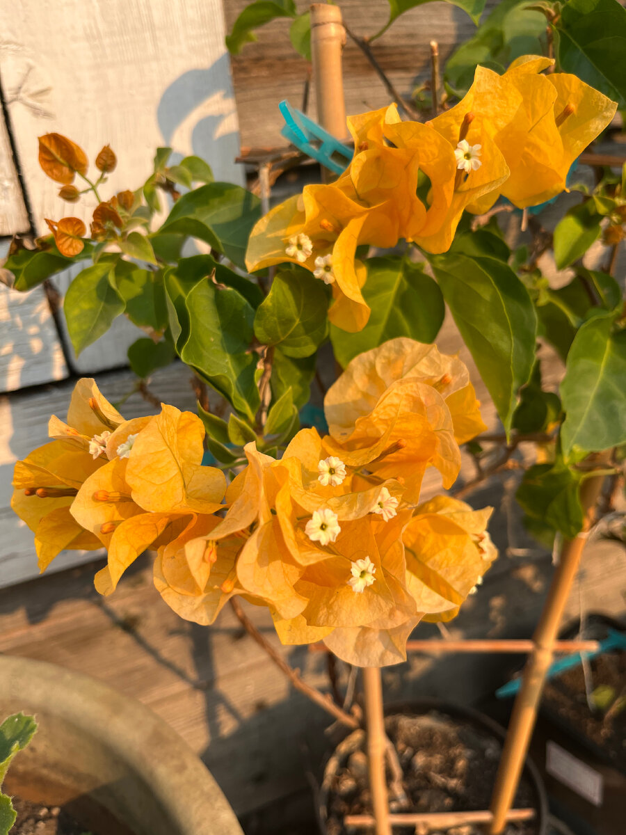 Желтая бугенвиллея