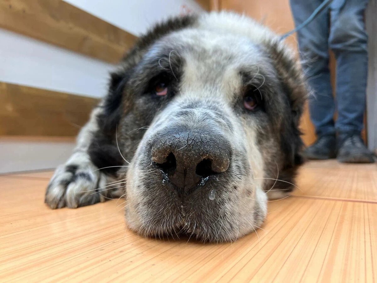 Брауни привязали к столбу без еды и воды на несколько дней, на его шерсти мы сняли около 40 клещей...