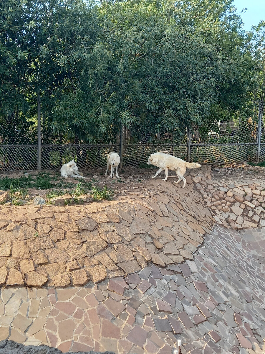 Арктические волки