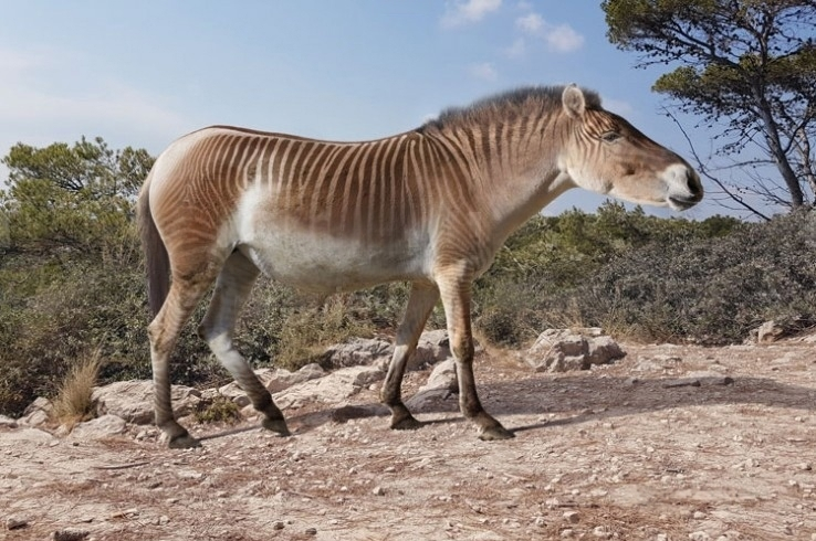 Современные гибриды осла и зебры очень похожи на лошадей Стенона. 