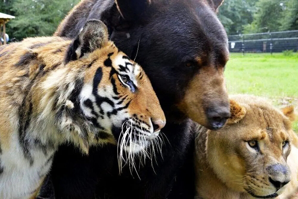     Фото: Noah’s Ark Animal Sanctuary