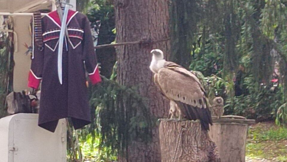     В Кисловодске на веревке держат хищную птицу, чтобы все желающие смогли сфотографироваться с ней за деньги, сообщила в редакцию NewsTracker местная жительница.