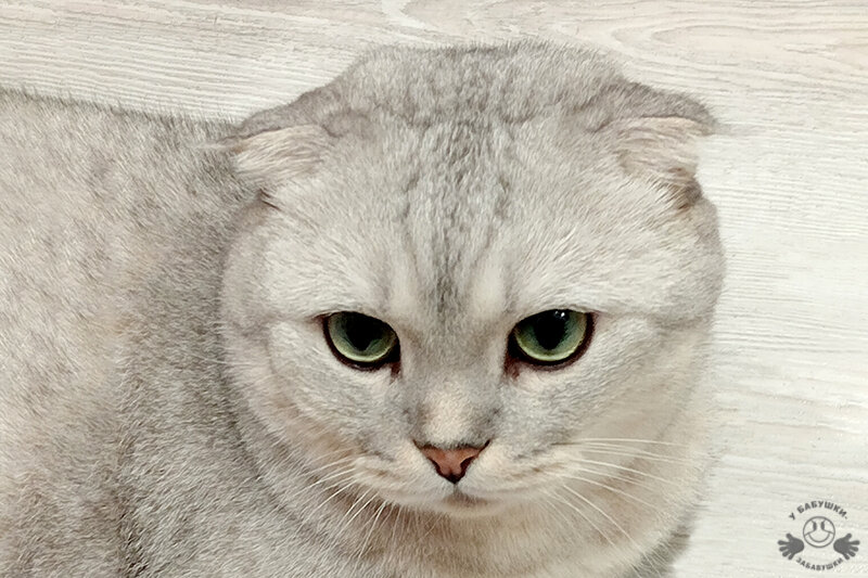 Серьезный и степенный кот Честер (фото автора)