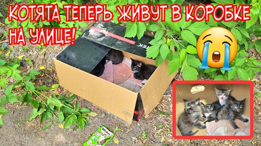 🔴😭Неужели никто котят не заберёт?! 💔| Брошенные котята ждут помощи|🙏help the kittens survive