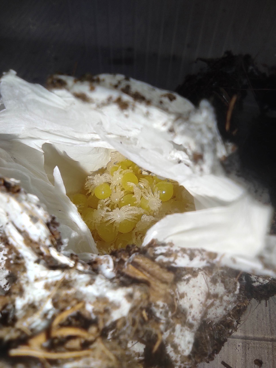 мелочь в коконе