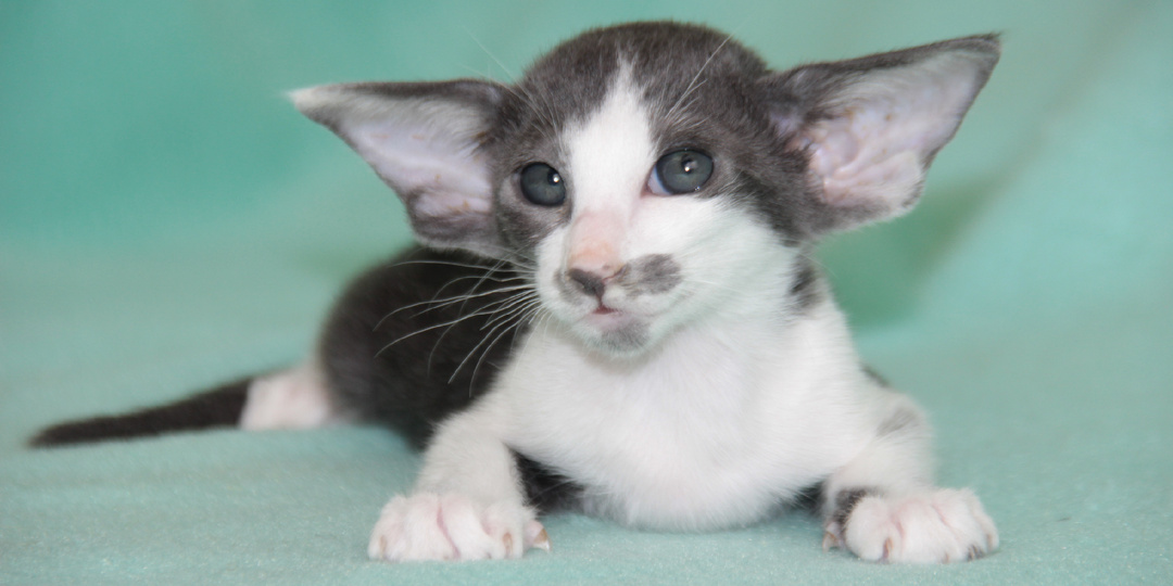 Как выбрать питомник кошек