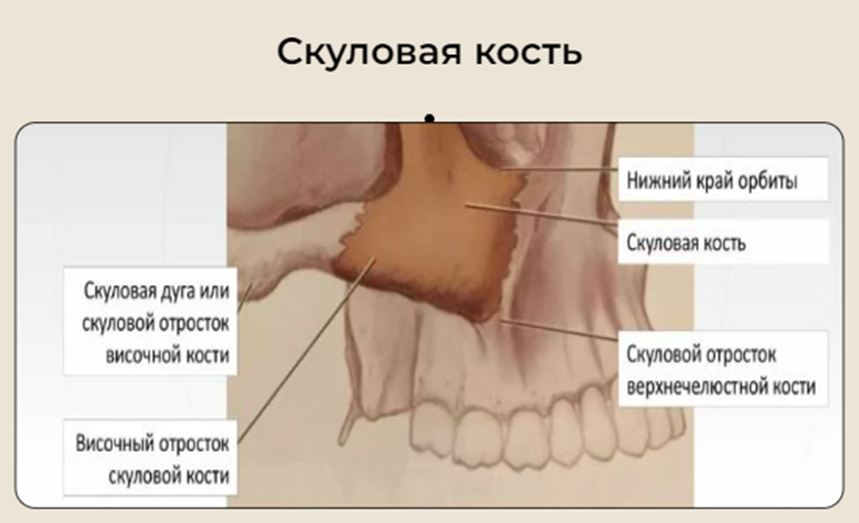 На этой картине можно найти отростки скуловой кости, которые идут к другим частям лицевого черепа и на которые мы сможем ориентироваться во время работы.
