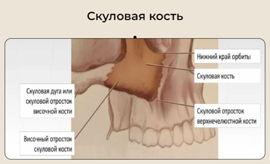 Как вырастить ананас в домашних условиях: пошаговая инструкция