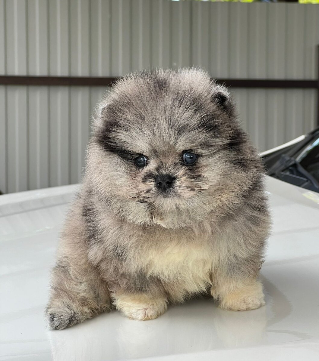 Щенок мраморного окраса. У него метрика СКОР. В РКФ запрещены цветные окрасы, а в СКОР разрешены. Но это тоже породистый малыш с официальными документами. В СКОР входят не только шпицы, а большое количество пород. Например голубой или мраморный французский бульдог. 