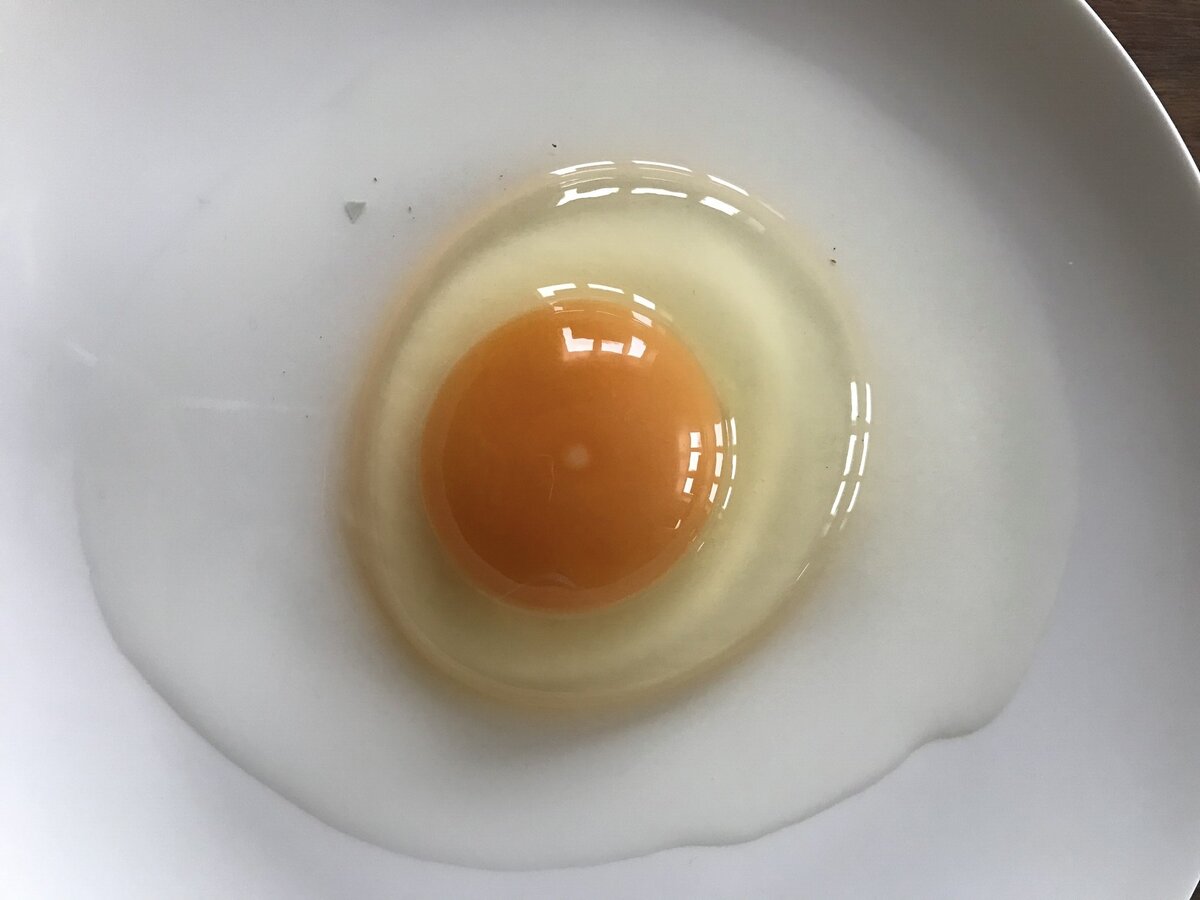 Топ-10 наиболее дорогих птичьих яиц (10 фото)
