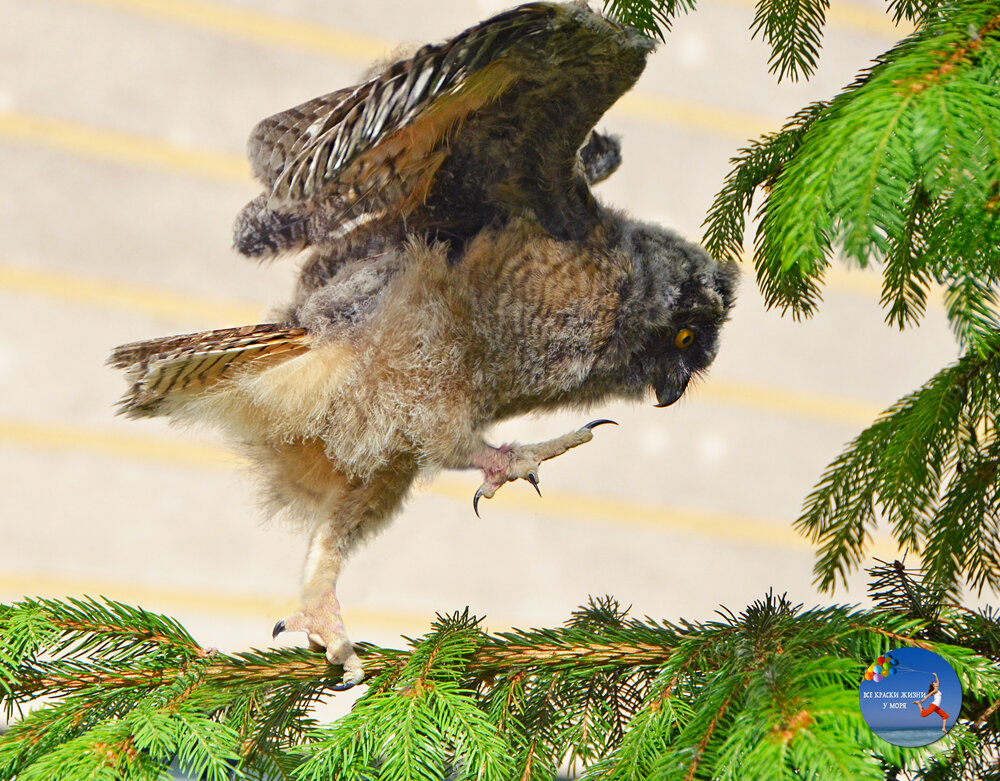 Птенец ушастой совы "Клава". Фото автора