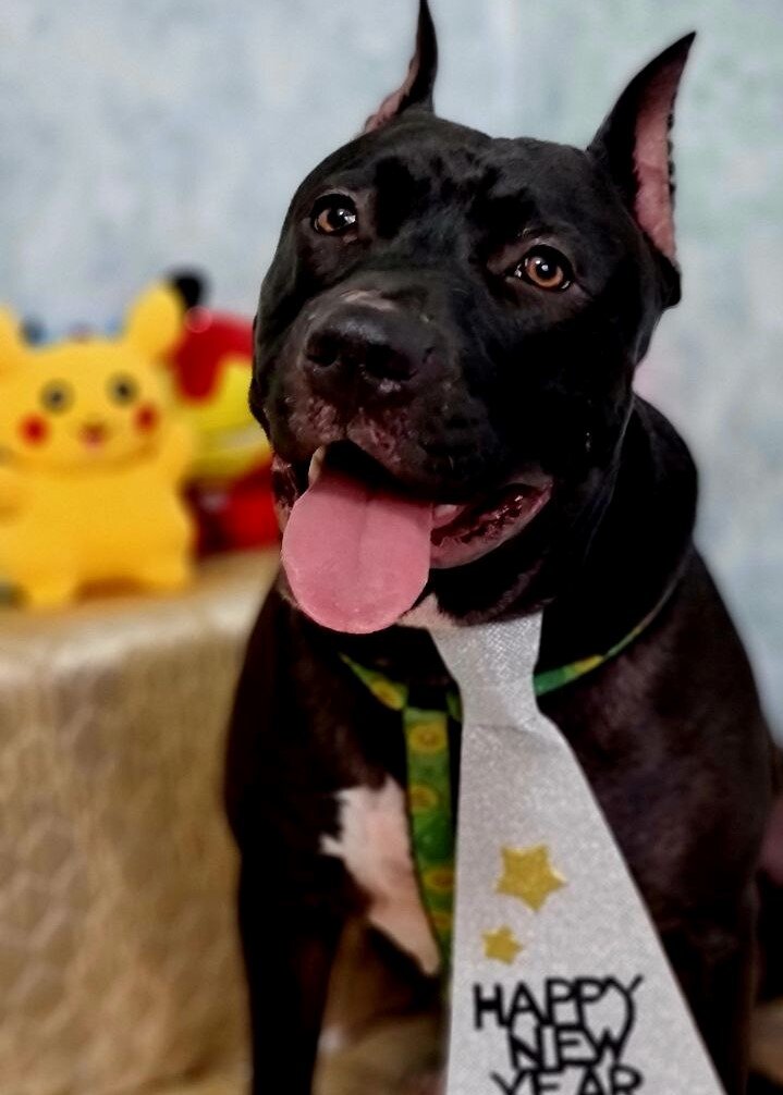 Зевс, похож ли он на бойца?