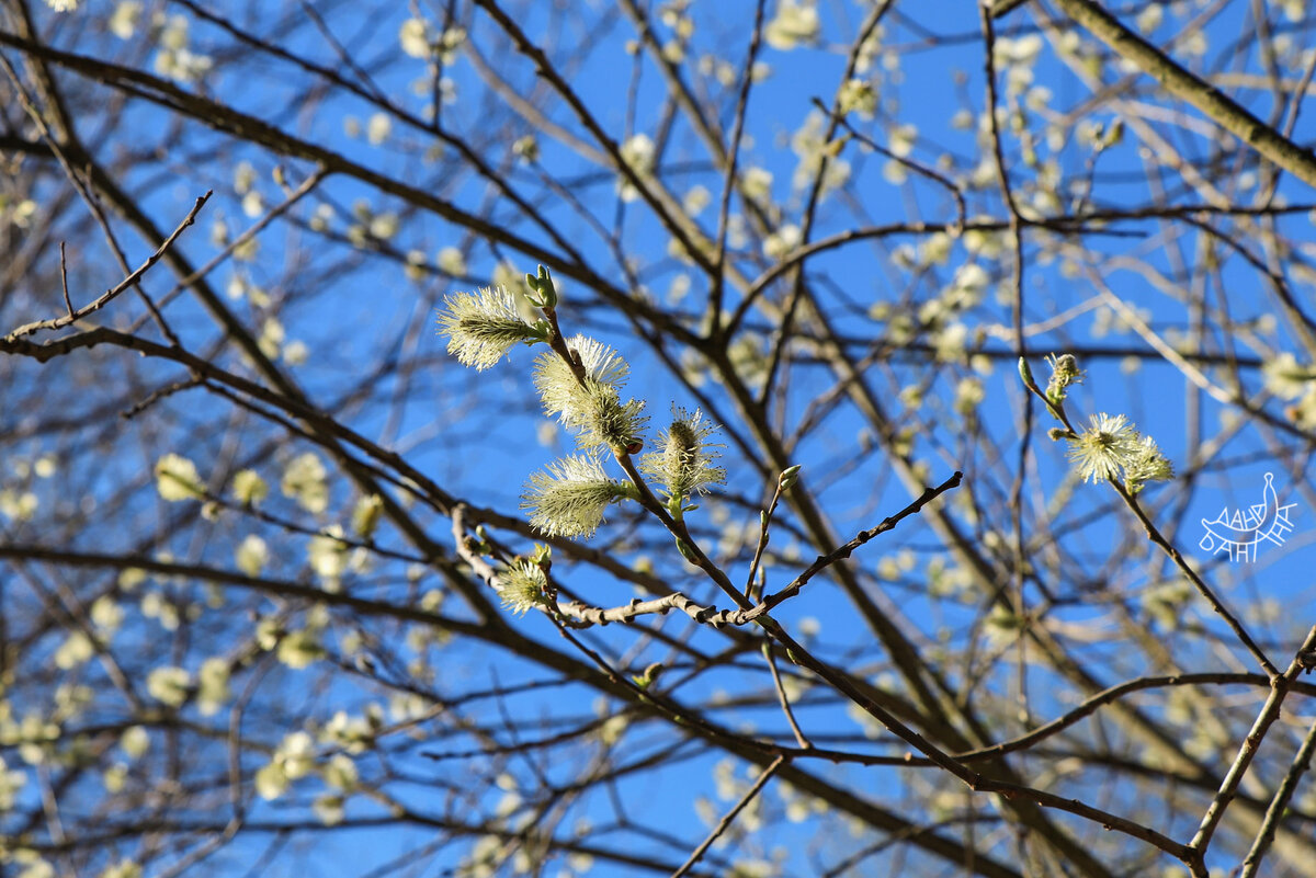 Нарождающаяся весна