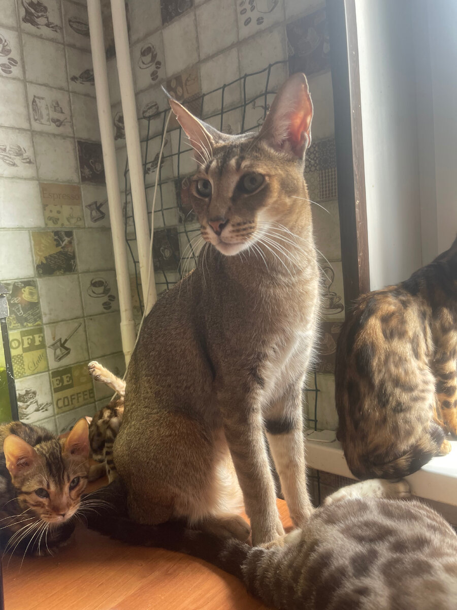 Знакомьтесь - Слоник из питомника Каталея, каракет, гибрид 1 генерации (папа каракал)