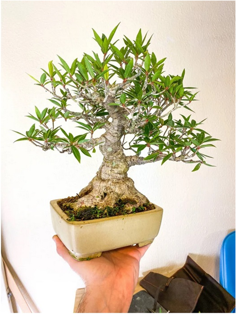 Источник: https://www.reddit.com/r/Bonsai/comments/jnblxy/ficus_salicaria_in_a_hattori_pot_about_time_for/