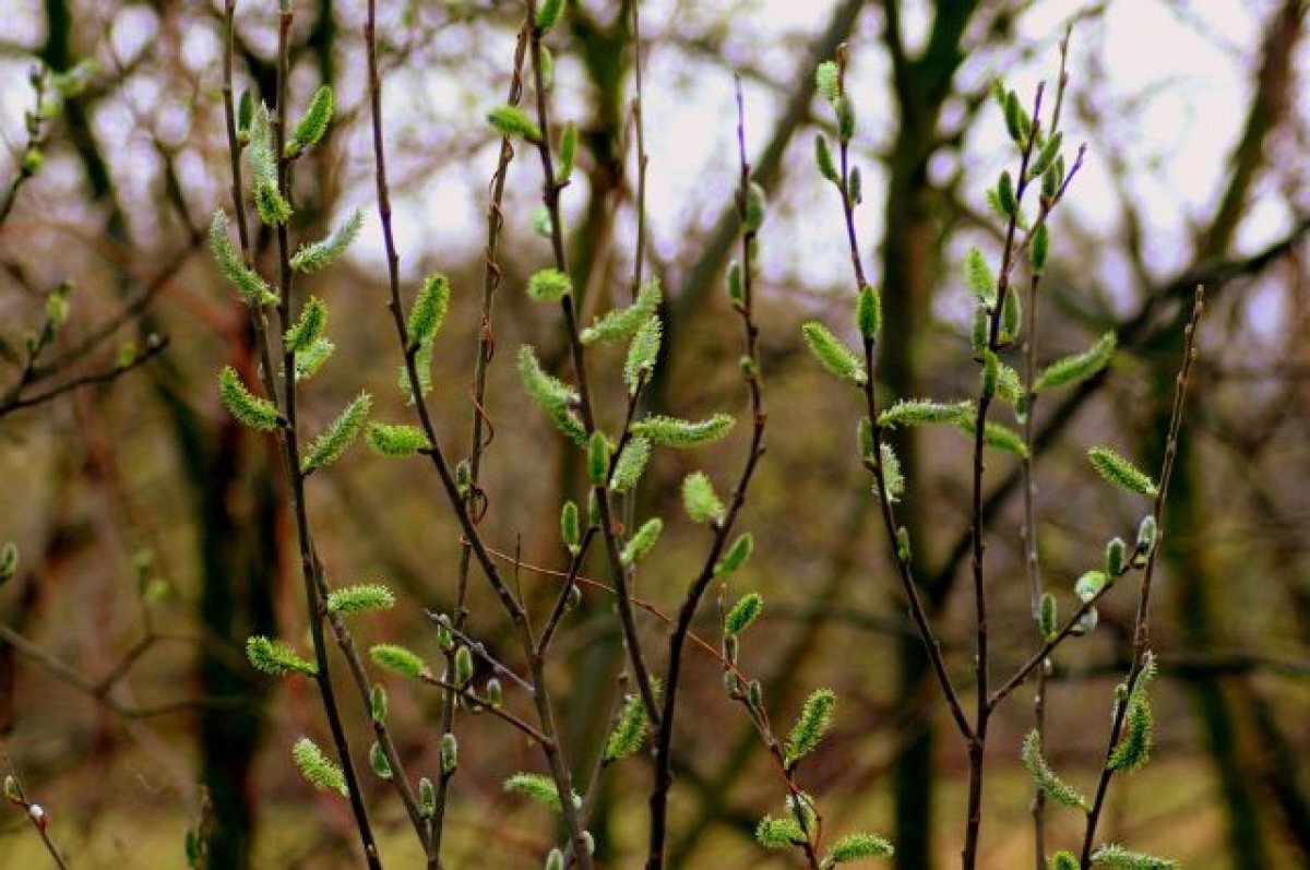    В Курской области 13 апреля будет до 16 градусов тепла