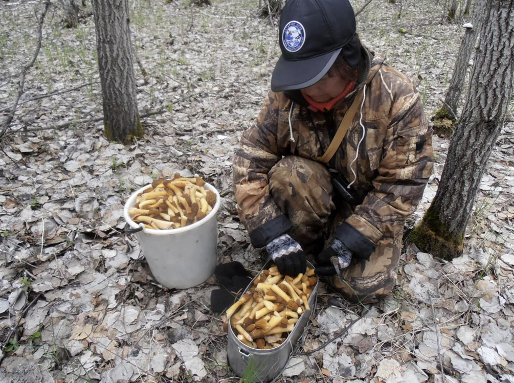 Где растут сморчки карта