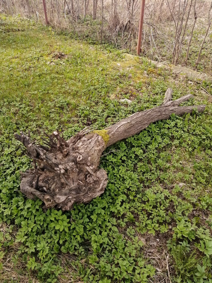 Та самая, пока не пристроенная