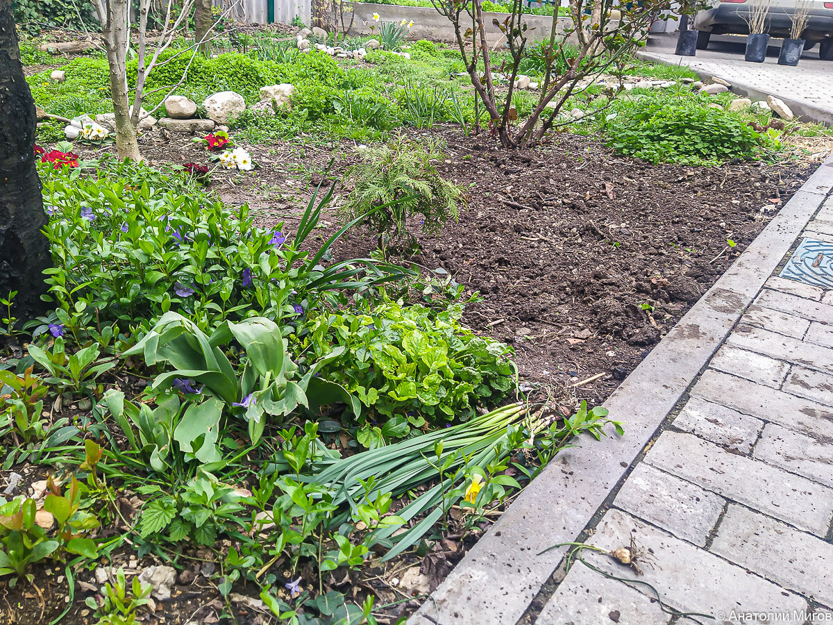 Снова сажаем деревья. Как начнёшь это дело, так попробуй потом ...