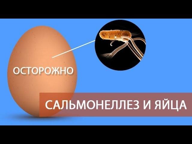 Сальмонелла в яйцах фото как выглядит